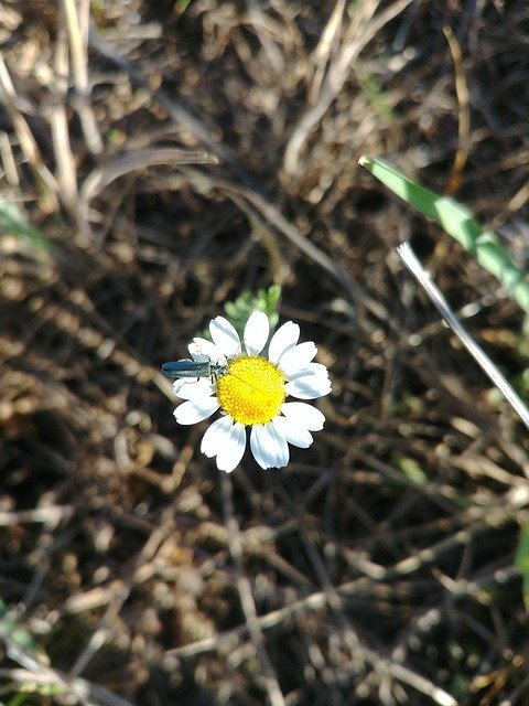 Free download flower camilla forest lg g6 free picture to be edited with GIMP free online image editor