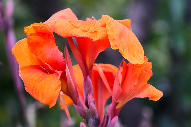 Free download flower canna flora nature free picture to be edited with GIMP free online image editor