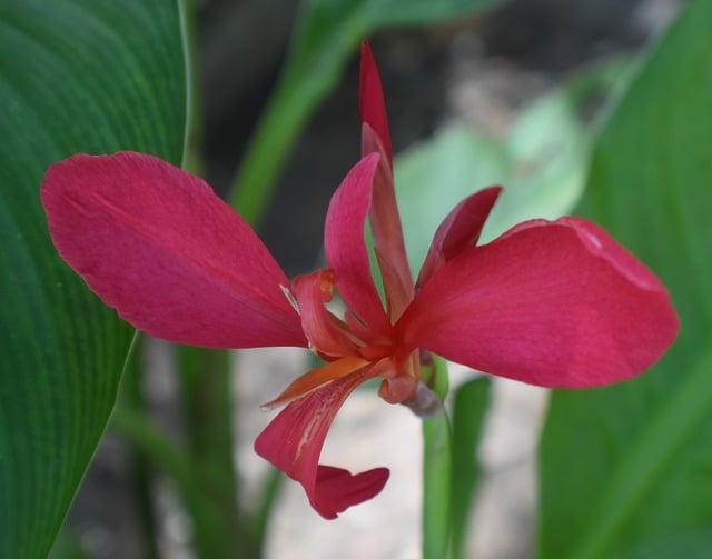Free download flower canna lily red botany free picture to be edited with GIMP free online image editor