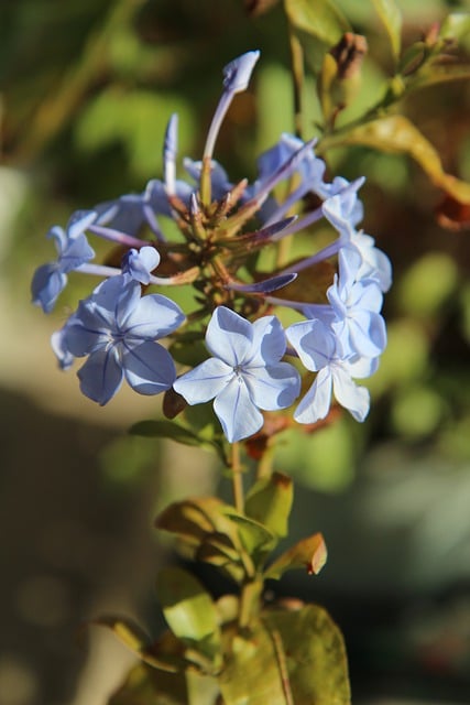 Téléchargement gratuit d'une photo gratuite de plante à fleurs en dentelle de cape de fleurs à modifier avec l'éditeur d'images en ligne gratuit GIMP