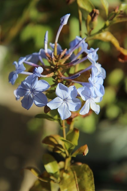 Free download flower cape lace flowering plant free picture to be edited with GIMP free online image editor