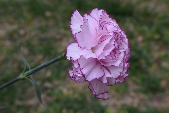 Free download flower carnation bloom garden free picture to be edited with GIMP free online image editor