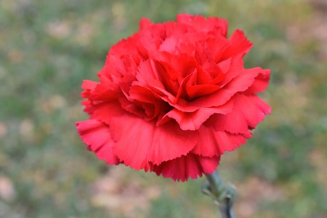 Free download flower carnation red flower nature free picture to be edited with GIMP free online image editor