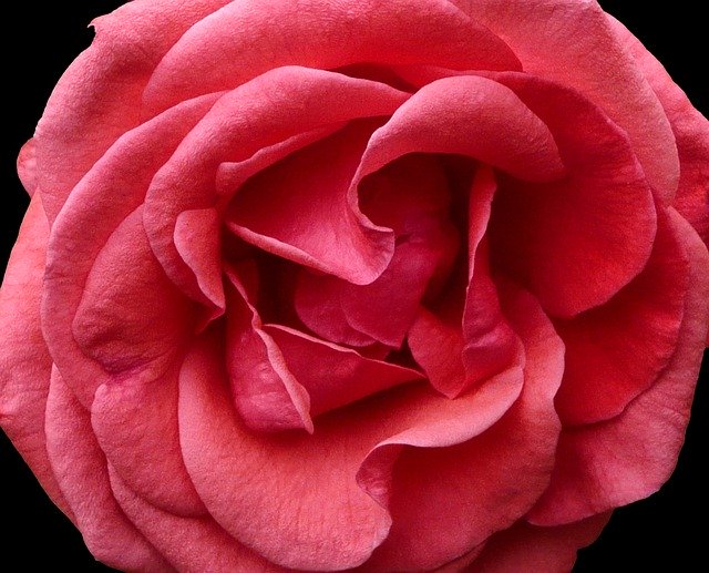 Free download Flower Carnation Rose -  free photo or picture to be edited with GIMP online image editor