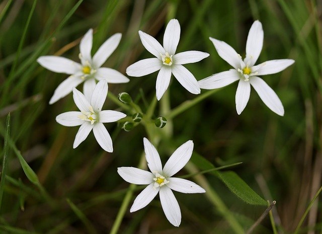 Free download Flower Ceapa Ciorii White -  free photo or picture to be edited with GIMP online image editor