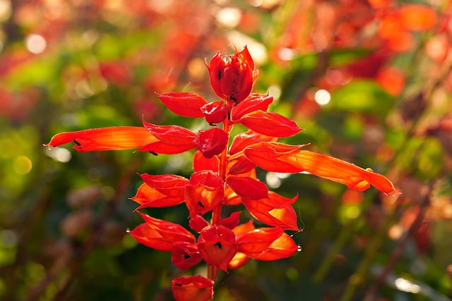 Free download flower celosia botany bloom free picture to be edited with GIMP free online image editor