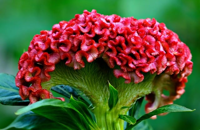 Free download flower celosia flora botany nature free picture to be edited with GIMP free online image editor