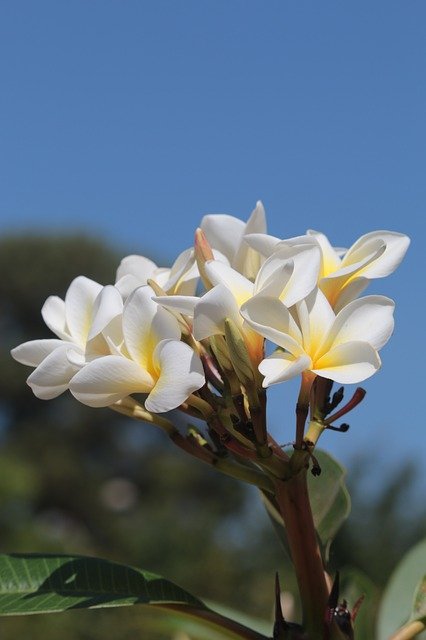 Téléchargement gratuit de Flower Cerrado - photo ou image gratuite à modifier avec l'éditeur d'images en ligne GIMP