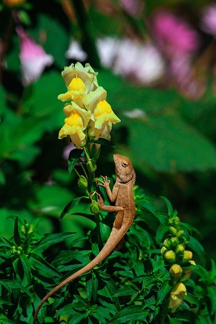 Free download Flower Chameleon Nature -  free photo or picture to be edited with GIMP online image editor