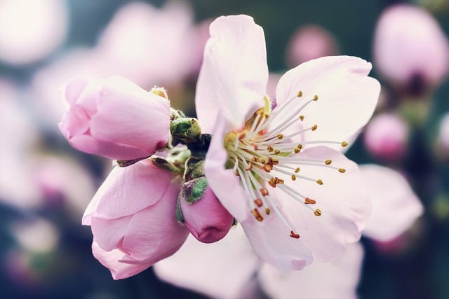 Free download flower cherry blossom blossoms free picture to be edited with GIMP free online image editor