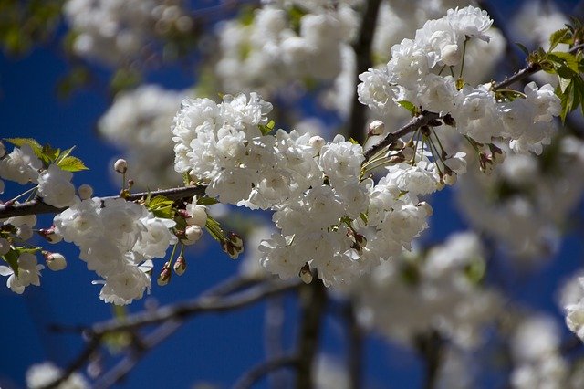 Gratis download Flower Cherry Blossom Nature - gratis foto of afbeelding om te bewerken met GIMP online afbeeldingseditor