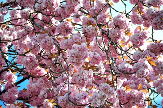 Free download flower cherry blossoms free picture to be edited with GIMP free online image editor