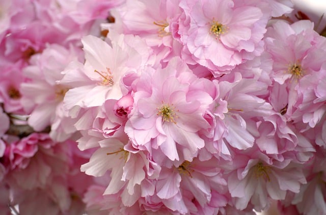 Free download flower cherry blossoms blooms free picture to be edited with GIMP free online image editor