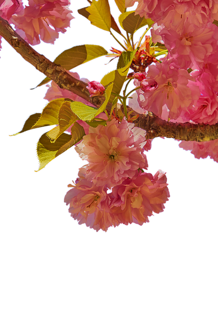 Free download Flower Cherry Branch -  free photo or picture to be edited with GIMP online image editor