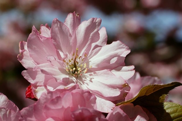 Free download flower cherry cherry blossoms free picture to be edited with GIMP free online image editor