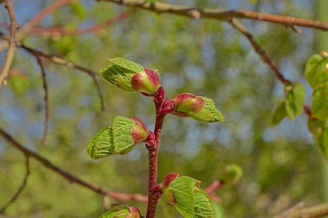 הורדה חינם Flower Cherry Tree - תמונה או תמונה בחינם לעריכה עם עורך התמונות המקוון GIMP