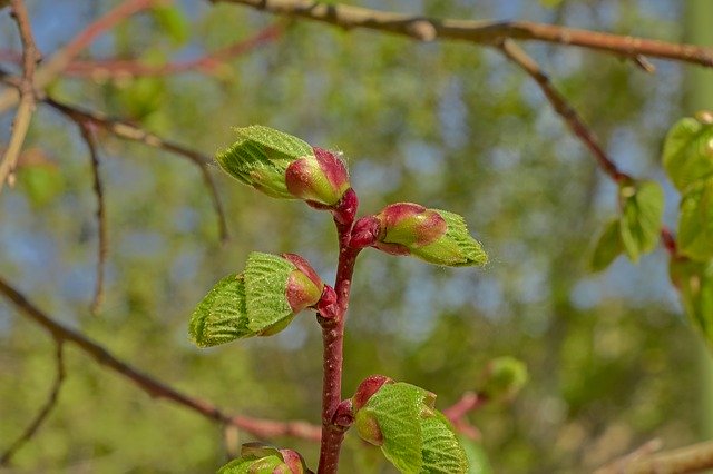 Free download Flower Cherry Tree -  free photo or picture to be edited with GIMP online image editor