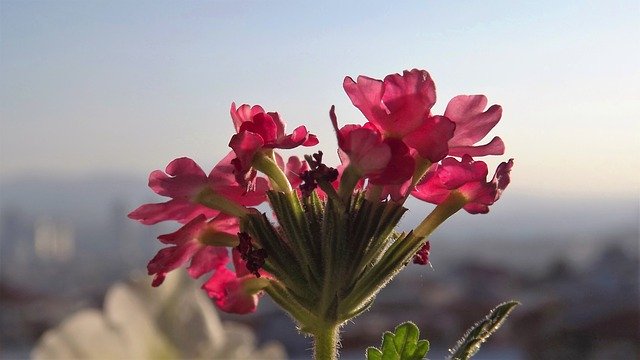 Unduh gratis Flower Chichewa Pink Natural - foto atau gambar gratis untuk diedit dengan editor gambar online GIMP