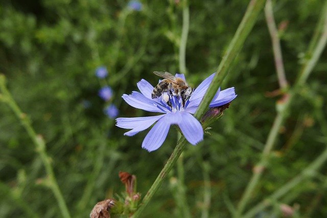Muat turun percuma Flower Chicory - foto atau gambar percuma untuk diedit dengan editor imej dalam talian GIMP