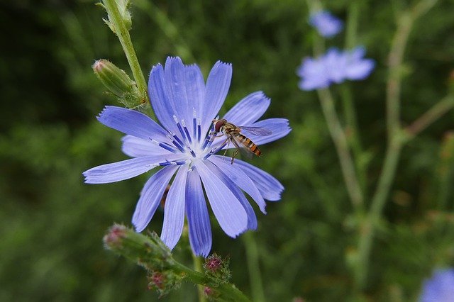 Download gratuito Flower Chicory Pestřenka - foto o immagine gratuita da modificare con l'editor di immagini online di GIMP