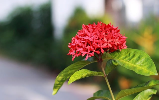 دانلود رایگان عکس گل چینی ixora bloom blossom رایگان برای ویرایش با ویرایشگر تصویر آنلاین رایگان GIMP