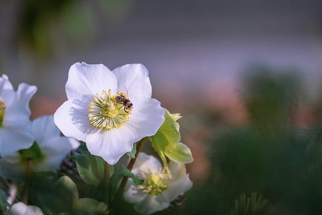Free download flower christmas rose anemone blanda free picture to be edited with GIMP free online image editor