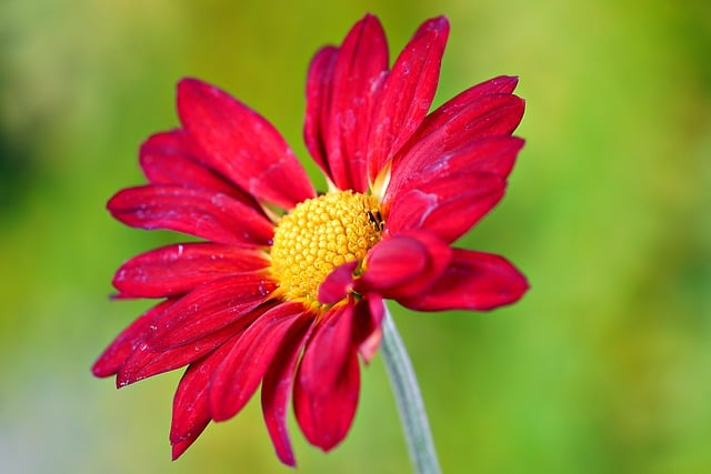 Muat turun percuma gambar bunga kekwa flora alam semula jadi percuma untuk diedit dengan editor imej dalam talian percuma GIMP