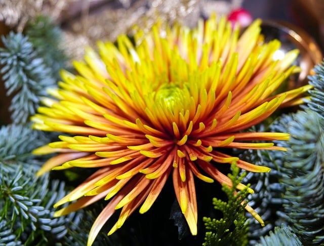 Free download flower chrysanthemum garden nature free picture to be edited with GIMP free online image editor