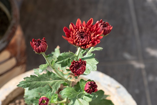 Free download flower chrysanthemum mum red flower free picture to be edited with GIMP free online image editor