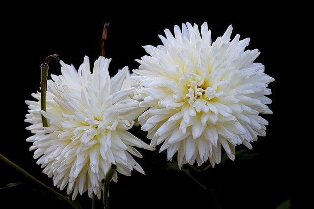 Free download flower chrysanthemum petals free picture to be edited with GIMP free online image editor