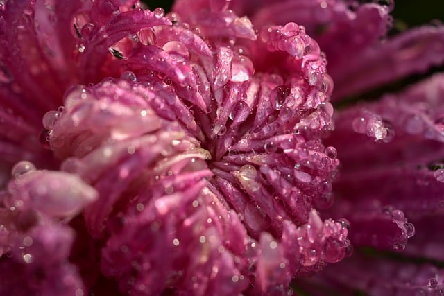 Free download flower chrysanthemum petals drops free picture to be edited with GIMP free online image editor