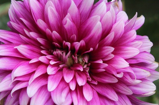 Бесплатно скачать Цветок Хризантемы Фиолетовый - бесплатную фотографию или картинку для редактирования с помощью онлайн-редактора изображений GIMP