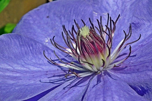 Free download Flower Clematis Blue -  free photo or picture to be edited with GIMP online image editor