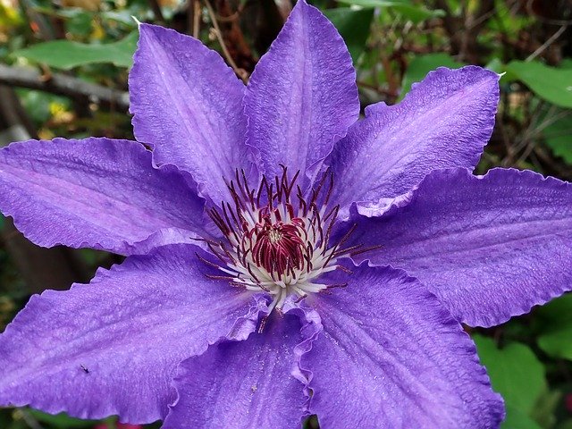 Free download Flower Clematis Climber -  free photo or picture to be edited with GIMP online image editor