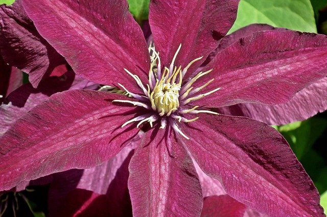 Free download Flower Clematis Purple -  free photo or picture to be edited with GIMP online image editor