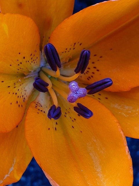 Muat turun percuma Flower Close Up Pistil - foto atau gambar percuma untuk diedit dengan editor imej dalam talian GIMP