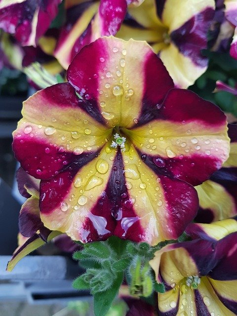 دانلود رایگان Flower Close Up Raindrop - عکس یا عکس رایگان رایگان برای ویرایش با ویرایشگر تصویر آنلاین GIMP