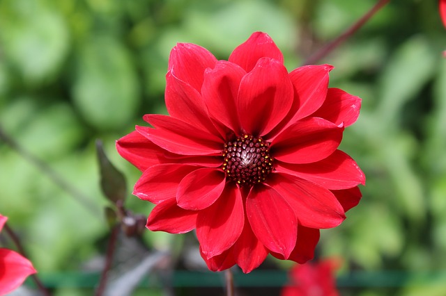 Free download flower closeup red free picture to be edited with GIMP free online image editor