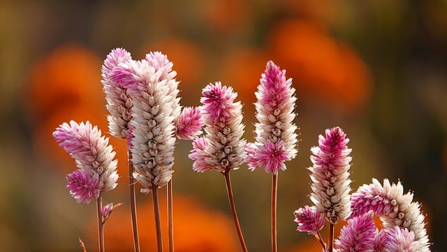 Free download flower cockscomb celosia wildflower free picture to be edited with GIMP free online image editor