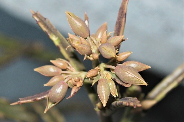 Free download Flower Cocoons Succulent -  free photo or picture to be edited with GIMP online image editor
