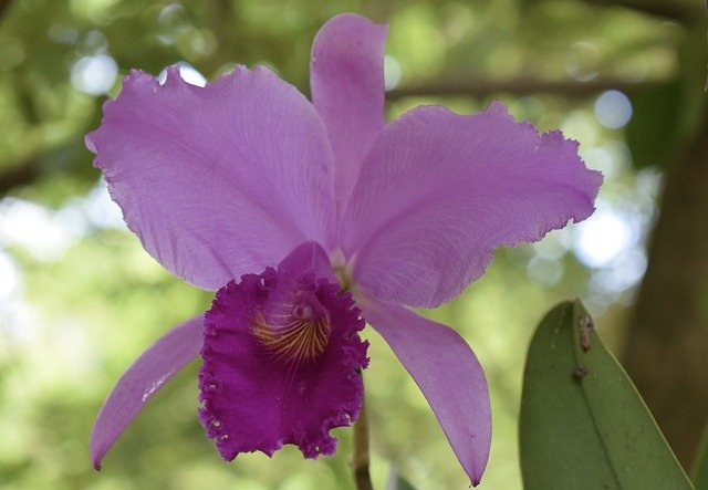 Free download Flower Colombia Orchid -  free photo or picture to be edited with GIMP online image editor