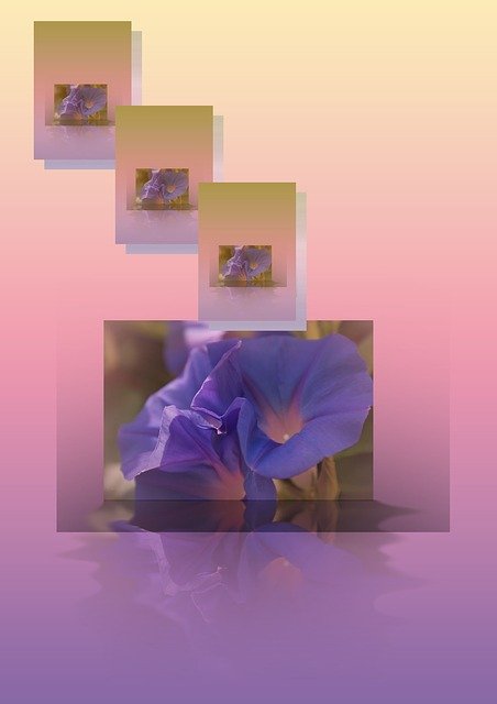 Kostenloser Download von Flower Color – kostenloses Foto oder Bild zur Bearbeitung mit dem Online-Bildeditor GIMP