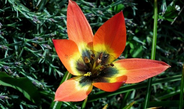 Free download Flower Colored Blooming -  free photo or picture to be edited with GIMP online image editor