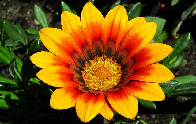 Unduh gratis Flower Colored Nature - foto atau gambar gratis untuk diedit dengan editor gambar online GIMP