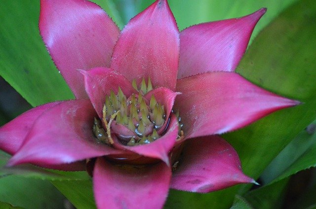 ดาวน์โหลดฟรี Flower Colored Pink - ภาพถ่ายหรือรูปภาพฟรีที่จะแก้ไขด้วยโปรแกรมแก้ไขรูปภาพออนไลน์ GIMP