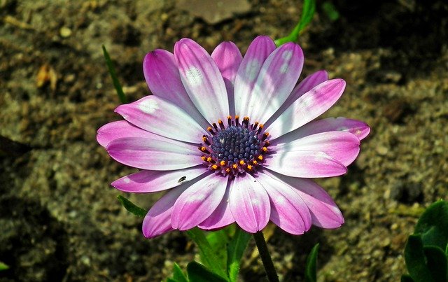 Download gratuito Flower Coloured Spring The: foto o immagine gratuita da modificare con l'editor di immagini online GIMP