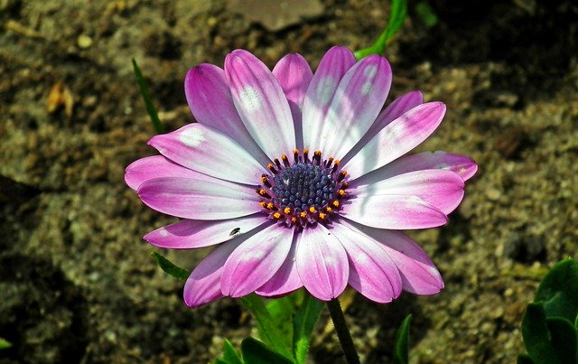 Muat turun percuma Flower Colored Spring The - foto atau gambar percuma untuk diedit dengan editor imej dalam talian GIMP