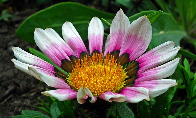 Gratis download Flower Colored Summer The - gratis foto of afbeelding om te bewerken met GIMP online afbeeldingseditor