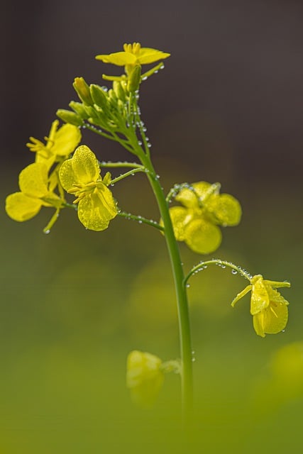 Free download flower colorful yellow water free picture to be edited with GIMP free online image editor