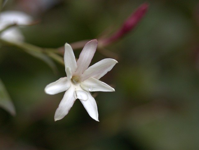 Скачать бесплатно Flower Coloring White - бесплатное фото или изображение для редактирования с помощью онлайн-редактора изображений GIMP